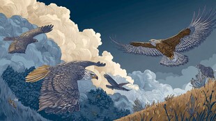 群鹰翱翔于云间美景