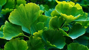 翠绿银杏叶 清新自然之美