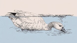 水中游弋的鸭子手绘插画