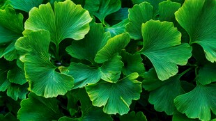 翠绿银杏叶 生机盎然