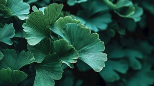 翠绿银杏叶特写