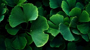 翠绿银杏叶 清新自然之美