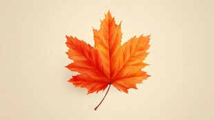 橙红枫叶展现秋日之美