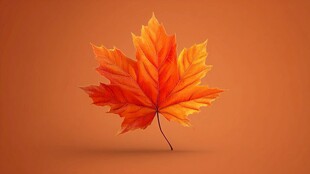 橙红枫叶独绽秋之韵