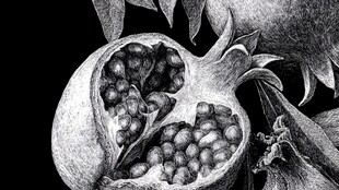 黑白素描下的饱满石榴