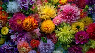 缤纷多彩花卉大赏