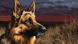 黄昏下的德国牧羊犬