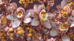 娇艳多彩兰花绽放画面