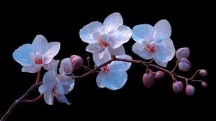 梦幻蓝蝶兰绽放的优雅瞬间