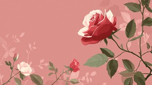 粉色背景上的娇艳玫瑰花