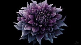 梦幻紫色大丽花特写