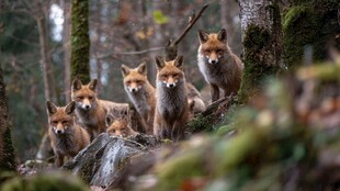 森林中的狐狸家族