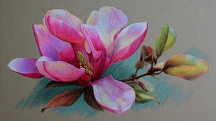 彩铅绘就的娇艳玉兰花