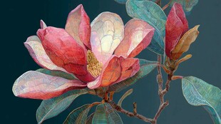 娇艳玉兰花绽放枝头