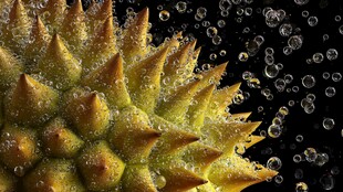 榴莲刺尖水珠与气泡瞬间