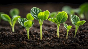 破土而出的嫩绿幼苗