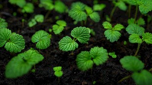 嫩绿幼苗破土展生机