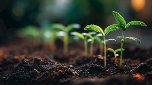 破土而出的嫩绿幼苗