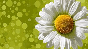 清新雏菊绽放绿色背景中