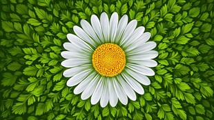 中心雏菊被绿叶环绕之景