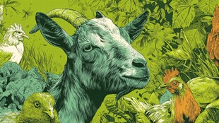 山羊与家禽的自然场景