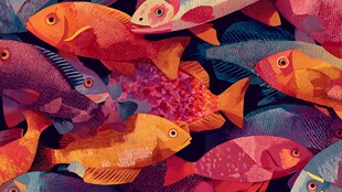 缤纷多彩的群鱼画面