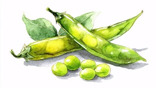 水彩画中的鲜嫩青豌豆