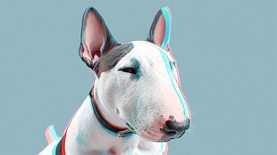 3D立体效果的牛头梗狗狗