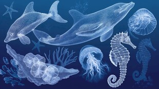 梦幻海洋生物插画集合