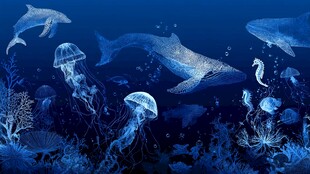 梦幻深海海洋生物大赏