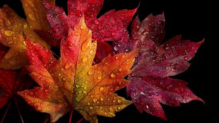 带露枫叶的绚丽秋景