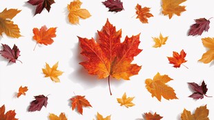 中心枫叶与散落秋叶图景