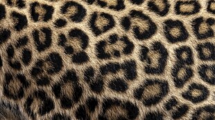 豹纹皮毛纹理特写