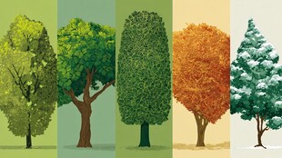 四季树木景观图