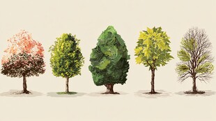 四季树木形态展示