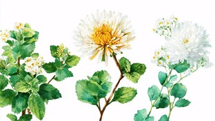 水彩绘白菊绿叶植物图
