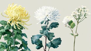 三朵菊花特写清新插画