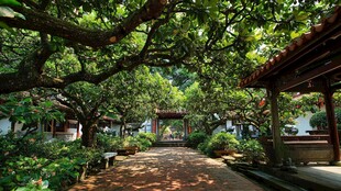 古雅庭院绿意盎然的景致