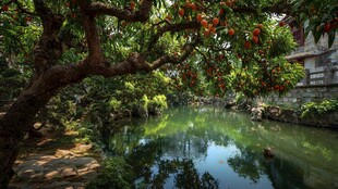 溪边硕果累累的繁茂大树