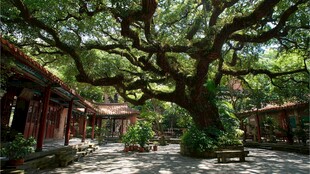 古榕荫蔽下的中式庭院