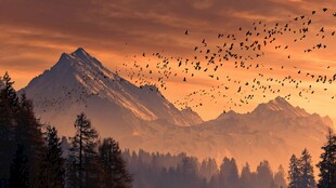 夕阳下群鸟飞越山林雪山