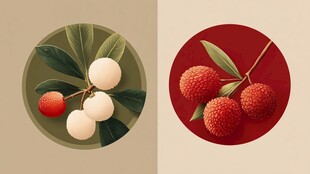 圆框中的荔枝与龙眼插画