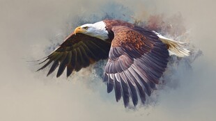 翱翔的白头鹰 水彩风格