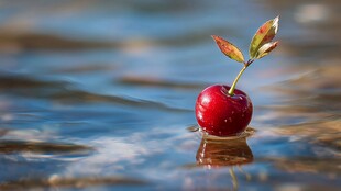 漂浮在水面的带叶红樱桃