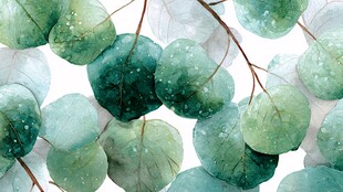 水彩风清新圆叶植物图