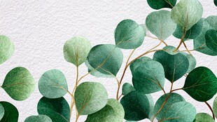 清新桉树叶水彩插画