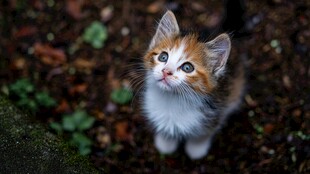 仰望的三色小奶猫