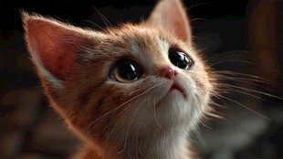 萌态小猫抬头望