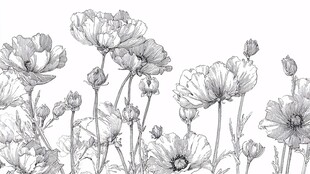 手绘花卉黑白线稿图