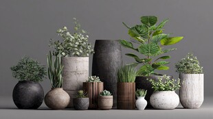 多样盆栽组合 尽显自然之美